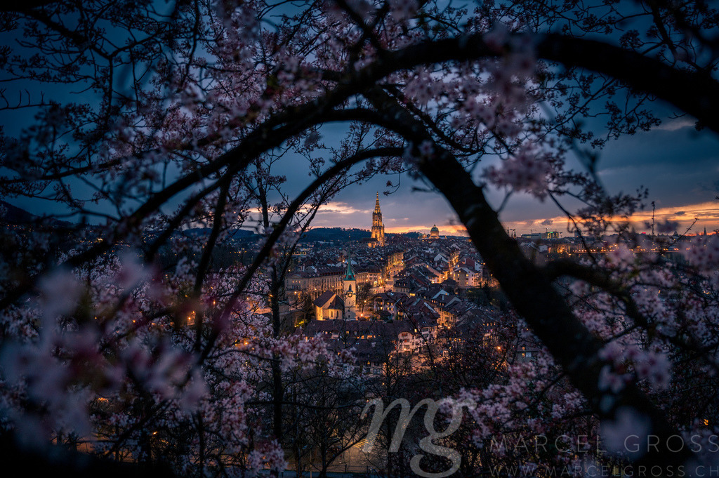 skyline of Berne during Cherry blossom at blue hour in spring | Die ideale Geschenkidee für Naturliebhaber. Naturbilder von Marcel Gross Photography für ihr Zuhause in den verschiedensten Formaten und Materialien. - Realisiert mit Pictrs.com