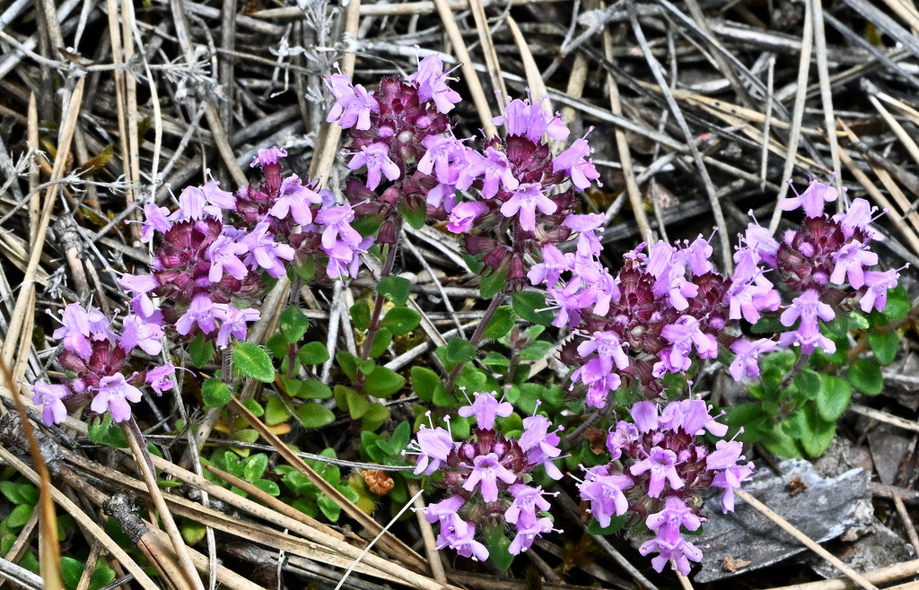 FrühblühenderThymian01p | lucisnaturbilder - Realisiert mit Pictrs.com