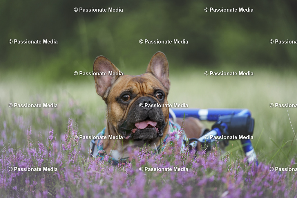 _DSC3299 | Passionate Media, dein Fotograf aus Brandenburg, Märkisch Oderland, im Bereich Motorsport, Autos und Motorräder sowie Events und auch Hunde. Shootings oder auch Eventbegleitungen können bei mir gebucht we