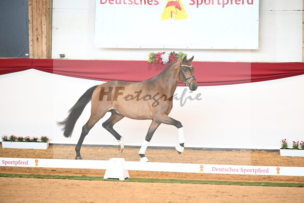 Kat-Nr. 32 Galaxy x Sungold_Lehner_43230413 | hf-fotografie - Realisiert mit Pictrs.com