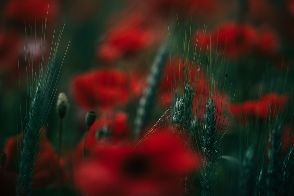 Mohn | Simone Sonderegger Photography