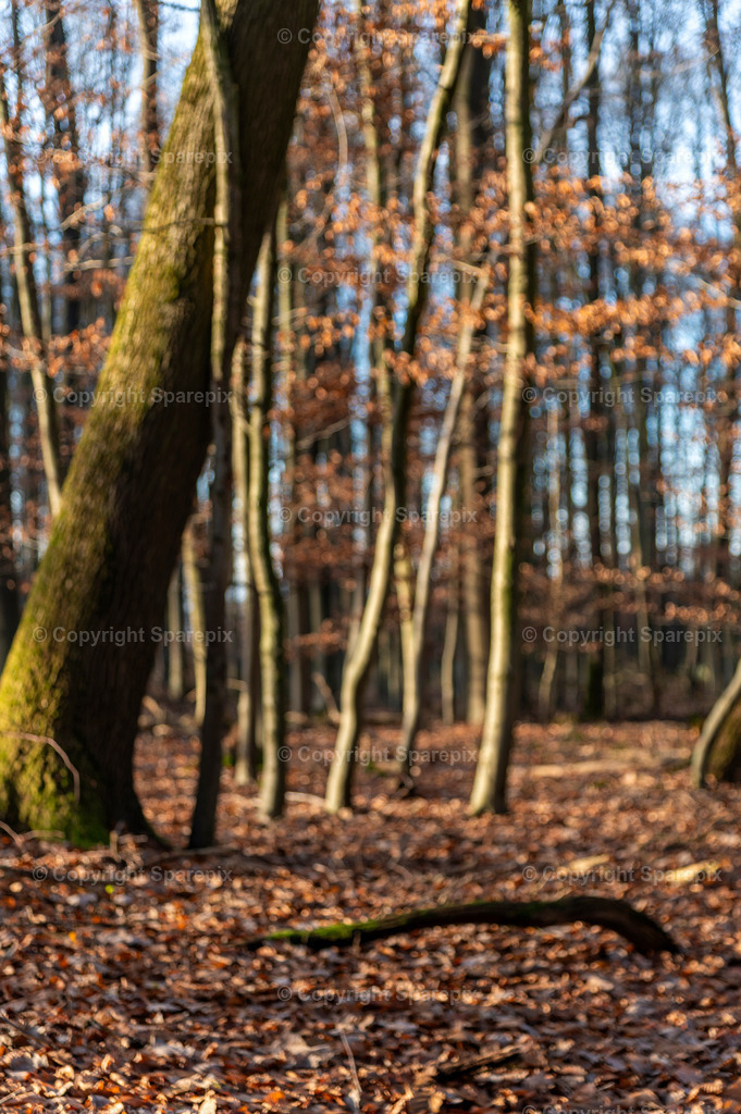 CRO_Autumn_Forest32_Bokeh | sparepix - Realisiert mit Pictrs.com