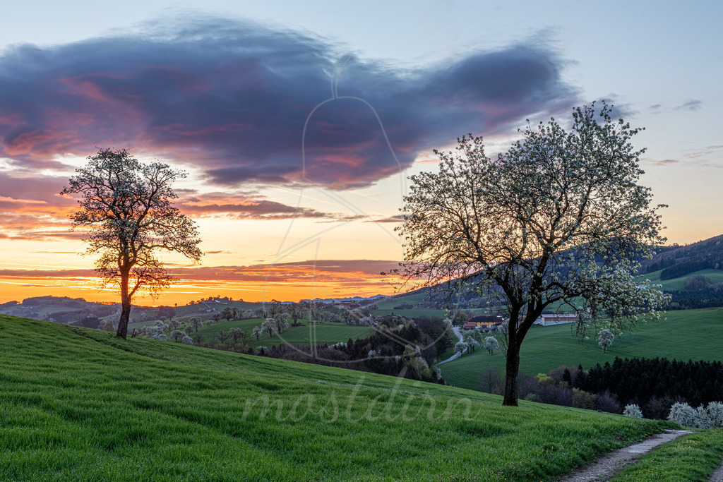 Birnbaumbluete_Mostviertel_2024_Mostdirn_Irmgard_Wieser--3 | Ihre Fotografin im Lungau, ihre Fotografin im Mostviertel, Wandbilder Onlineshop, Imagefotos für Ihr Unternehmen,  - Realisiert mit Pictrs.com