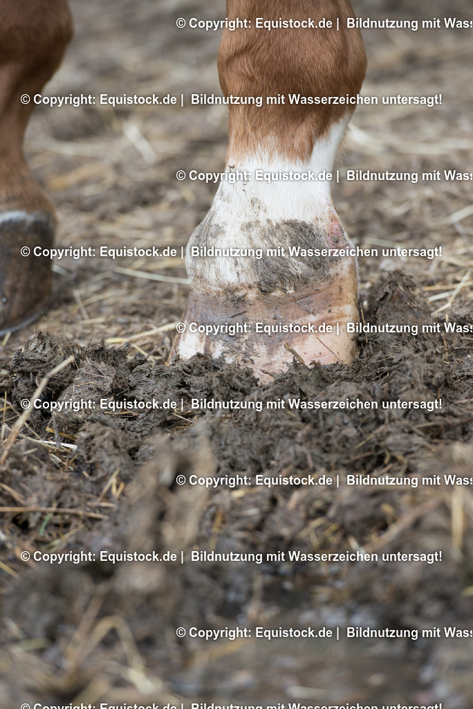 20160626_Hufe_im_Matsch_0005 | Foto: Thomas Hartig