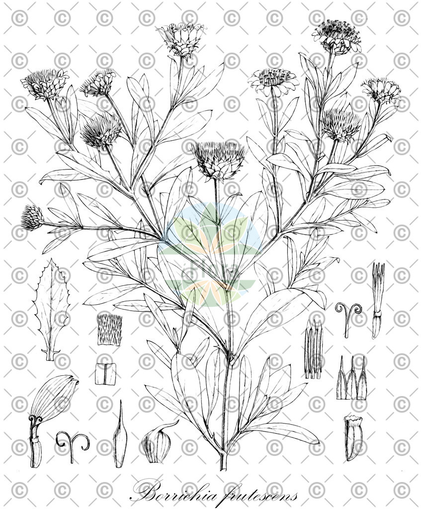 HistAbb_wfo-0000569382_1_ENZY_Simple | Historische Abbildung von Borrichia frutescens - Asteraceae | Historical Illustration of Borrichia frutescens - Asteraceae