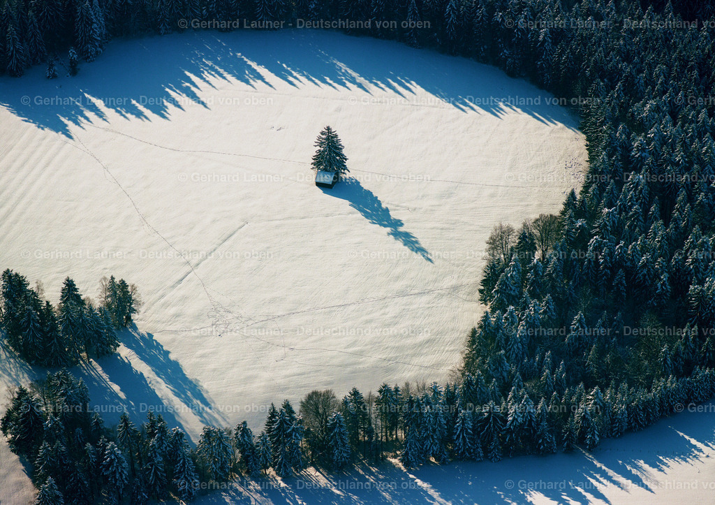 9300097 | Baum auf einer Waldinsel im Allgäu