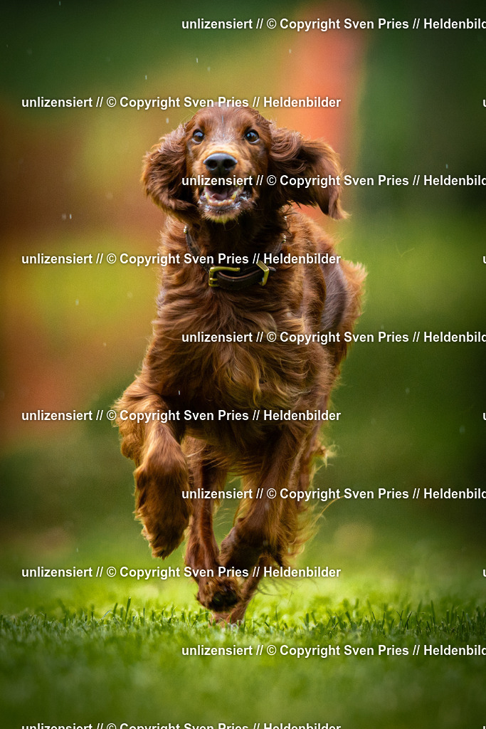 Sven Pries | 2025-09-21 - Hunderennen Baden-Oos - Realisiert mit Pictrs.com