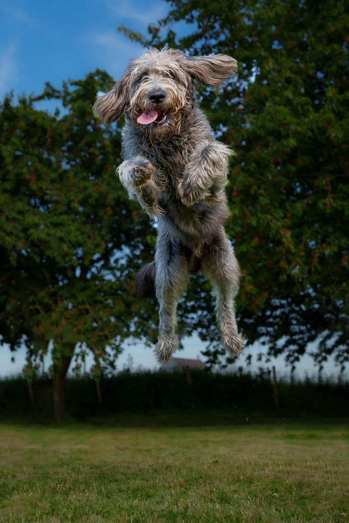 allesWIRTHgut Tierfotografie - 7IV00640-Bearbeitet | Professionelle Tierfotografie in Mönchengladbach von Daniel Wirth (allesWIRTHgut). Liebevolle & natürliche Bilder von Hunden & Katzen für unvergessliche Erinnerungen.