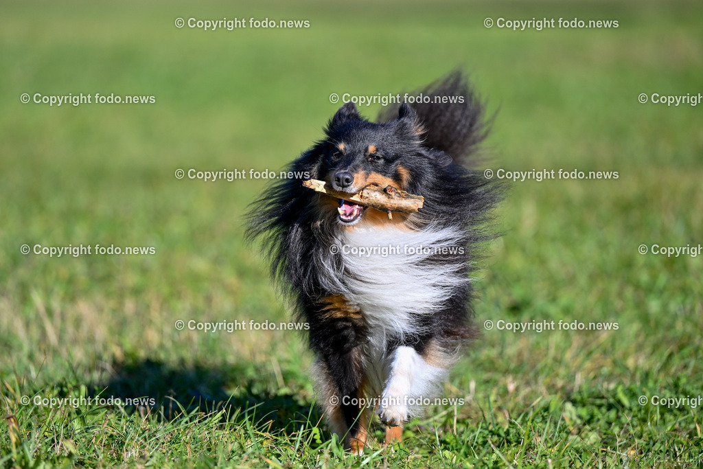 Hund_ Hunde_ Arrigo_ 04.11.2023-12 | 04.11.2023, Linz, AUT, Hund, Hunde, im Bild Hund, Hunde, Arrigo, Sheltie, Shetland Sheepdog, Rasse