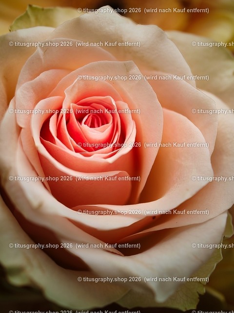 titusgraphy-P5107935_var-055 | Fotokunstarbeit aus der INSTAGRAM-Gallerie auf titusgraphy.eu - Realisiert mit Pictrs.com