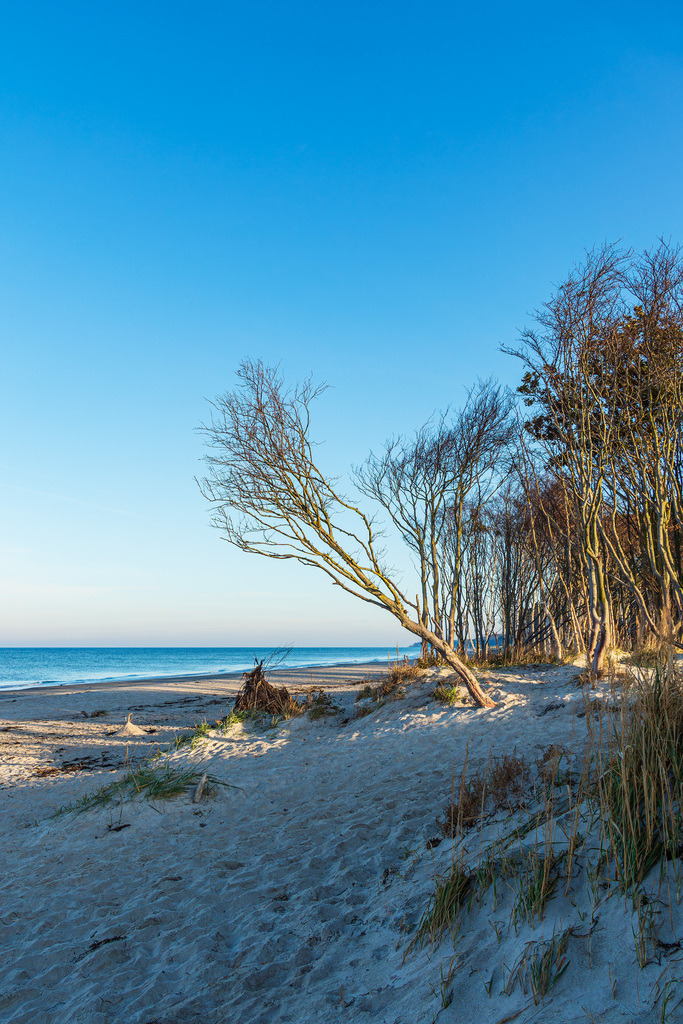 Bäume am Weststrand an der Ostseeküste auf dem Fischland-Darß | Bäume am Weststrand an der Ostseeküste auf dem Fischland-Darß.