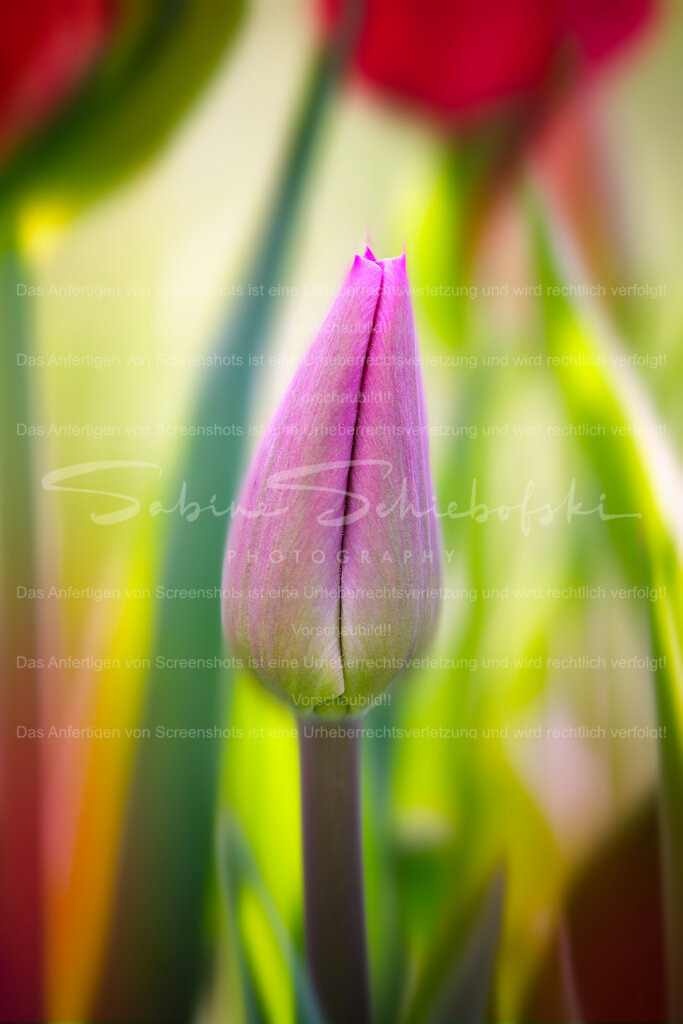 Wandbild Tulpe | People- und Tierfotografie, Imageaufnahmen, Veranstaltungsfotografie und Wandbilder aus der Natur ★ Made in Germany ✔️ Druck + Downloads ✔️ Naturfotografie in Top Qualität ★ schneller Versand, weltweite Lieferung! - Realisiert mit Pictrs.com
