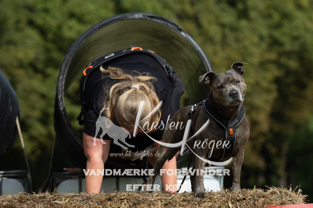 1419_ZZ91020 | kk-dogfotos