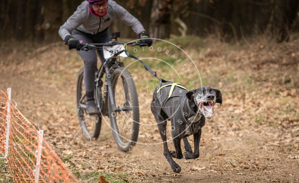 Pfotenfotografie_DV3A2568 | Hundefotografie, Tierfotograf, Pfotenfotografie, Fotoshooting Hund, Hunde Portrait, Hundesport, Hundeportraits, Heideshooting, Hunde, Sportfotograf, Hundefotograf, Turnierhundsport, THS,  - Realisiert mit Pictrs.com
