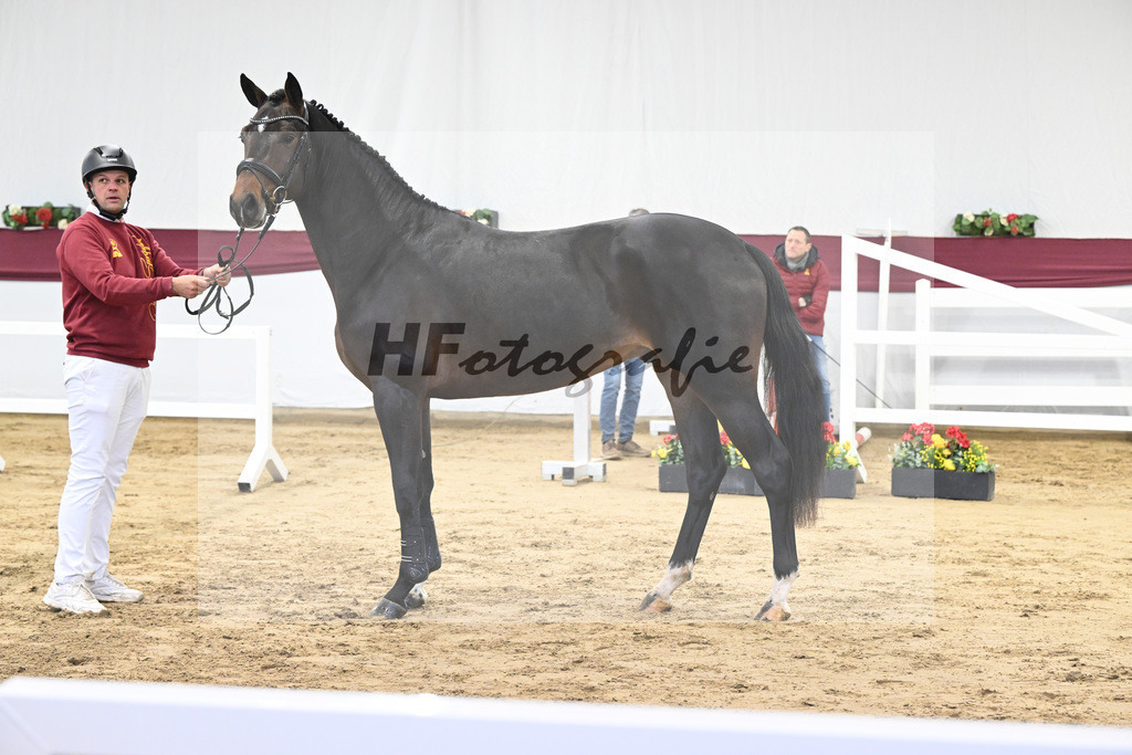 Kat-Nr. 7 Chacoon Blue x Elvis ter Putte_Hansjoerg Harscher_47250086 | hf-fotografie - Realisiert mit Pictrs.com