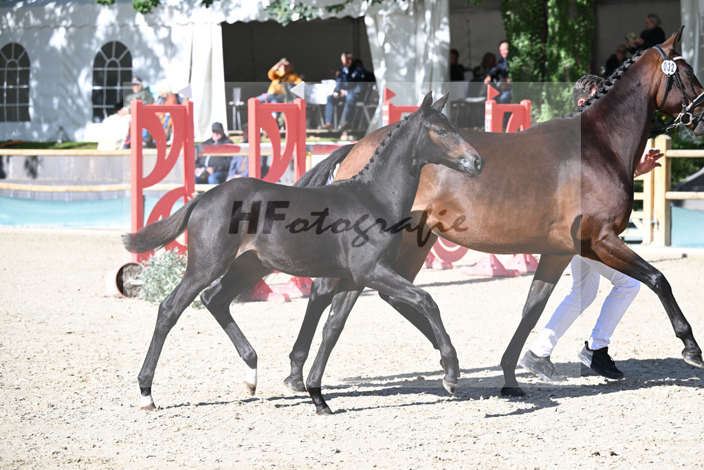 Fohlenauktion Next Chance_49220351 | hf-fotografie - Realisiert mit Pictrs.com