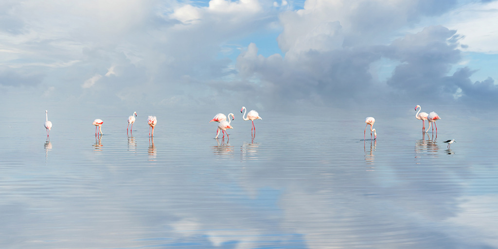 Flamingos (Panorama) | Kenia | Premium-Wandbild im Panorama-Format: Eine künstlerische Komposition mit einer Gruppe von Flamingos, die sich auf einer spiegelglatten Wasseroberfläche unter einem weiten Wolkenhimmel in Kenia reflektieren. - Realisiert mit Pictrs.com