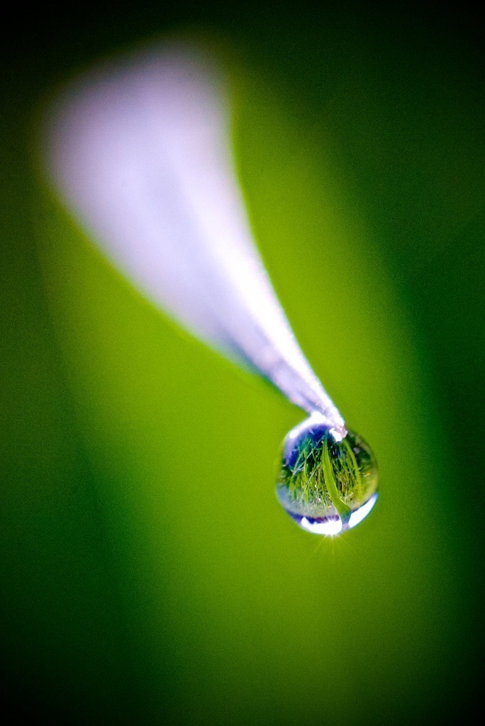 TAUTROPFEN an einem Spitzwegerichblatt | BILDER AN DIE WAND                                                verschönern sie ihr Büro, ihre Praxis oder ihre viel Wände zu Haus  - Realisiert mit Pictrs.com