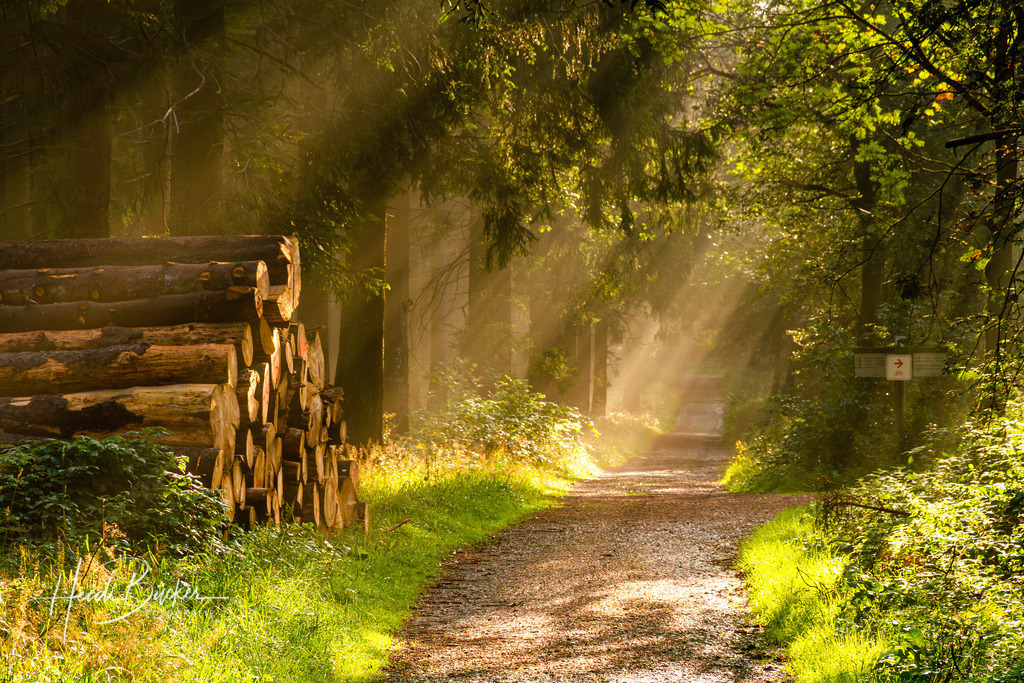 Waldweg im Sonnenlicht | Waldweg im Sonnenlicht - Realisiert mit Pictrs.com