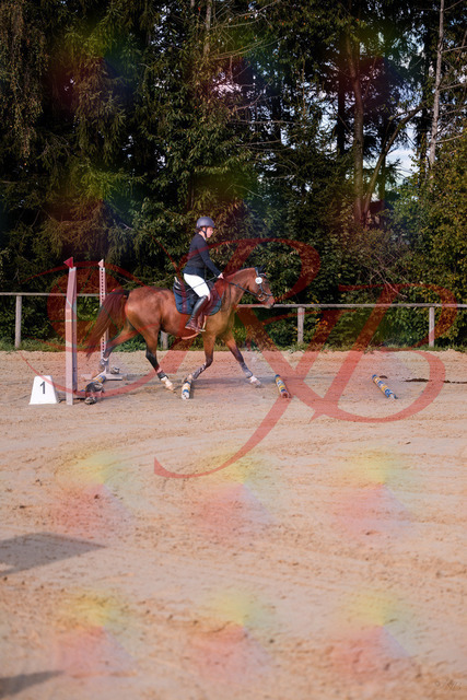 2026_10_03_Siefer-Hof_145626_Z81_37385815 | Professionelle Reitsport-, Turnier- und Eventfotografie von Robert Broda. Galerien mit ausgewählten und bearbeiteten Bildern direkt online ansehen und bestellen.