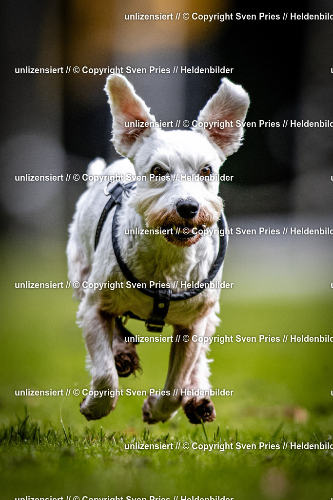 Sven Pries | 2025-10-03 - Hunderennen Obergrombach - Realisiert mit Pictrs.com