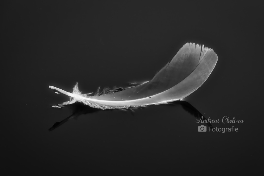 DIe Gänsefeder | Der Onlineshop für malerische Fotografien aus dem Landkreis Vechta✅ Premium Druck auf Leinwand✅ Acryl✅ oder Alu-Dibond✅➤Jetzt Bestellen! - Realisiert mit Pictrs.com