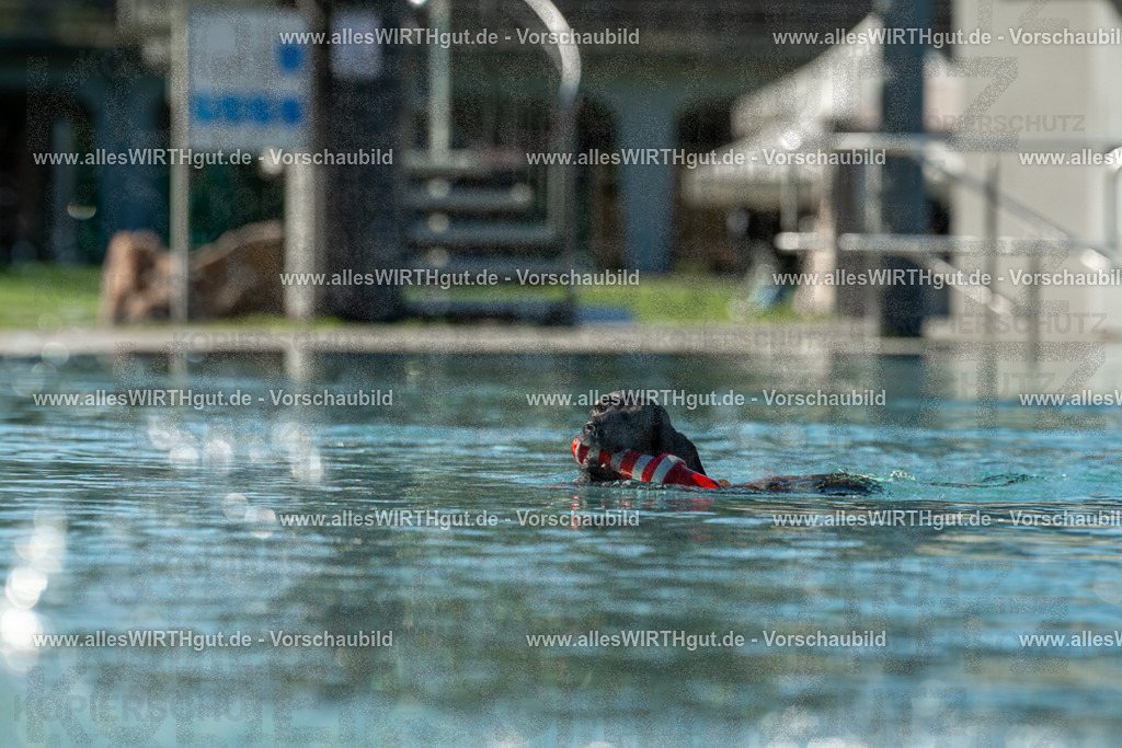 Hundeschwimmen_Volksbad_2026-allesWIRTHgut_Tierfotografie-2609061031-094133-7R508937 | Professionelle Tierfotografie in Mönchengladbach von Daniel Wirth (allesWIRTHgut). Liebevolle & natürliche Bilder von Hunden & Katzen für unvergessliche Erinnerungen.