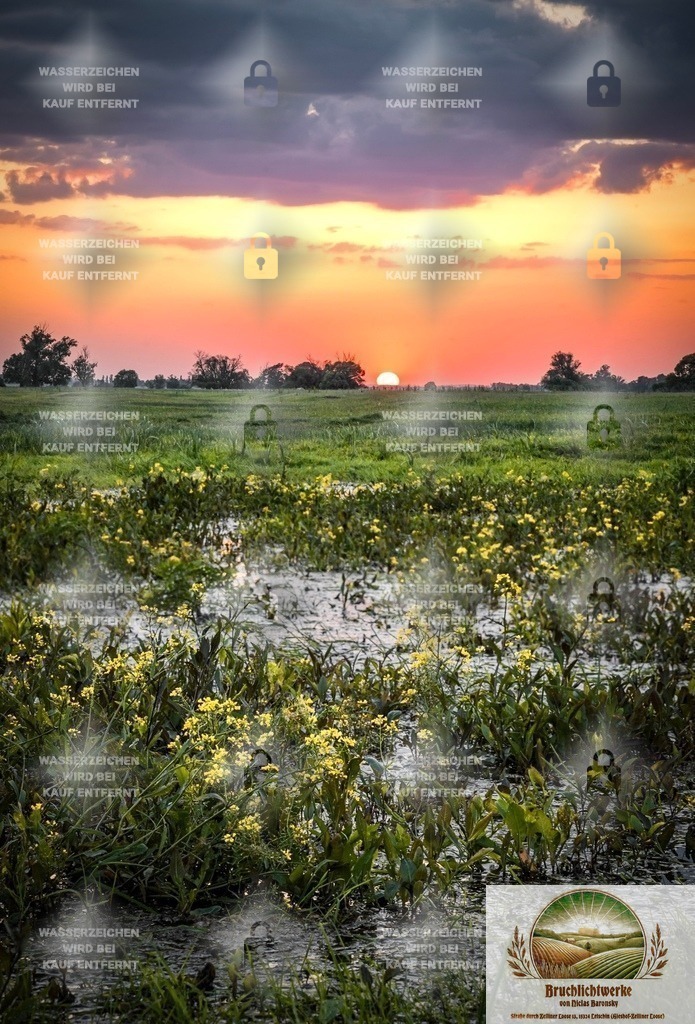 Blütenflut | Professioneller Fotograf mit 10 Jahren Erfahrung. Landschafts- und Hochzeitsfotografie im Oderbruch. Workshops und beeindruckende Bilder für besondere Momente.