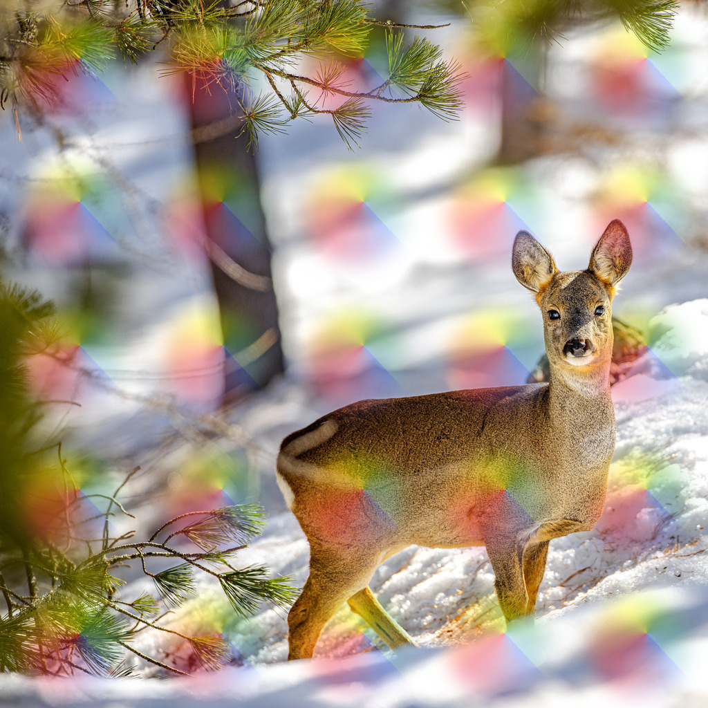 1M5A2587 | FineArtPrint, Hahnemühle, FeeGalerie, Fee Galerie, Fotokunst, Fotografie, Canonphotography, Bergfoto, Matterhorn, Rimpfischhorn, Allalinhorn, Saas-Fee, Wallis, Valais, Switzerland, Bergfotografie