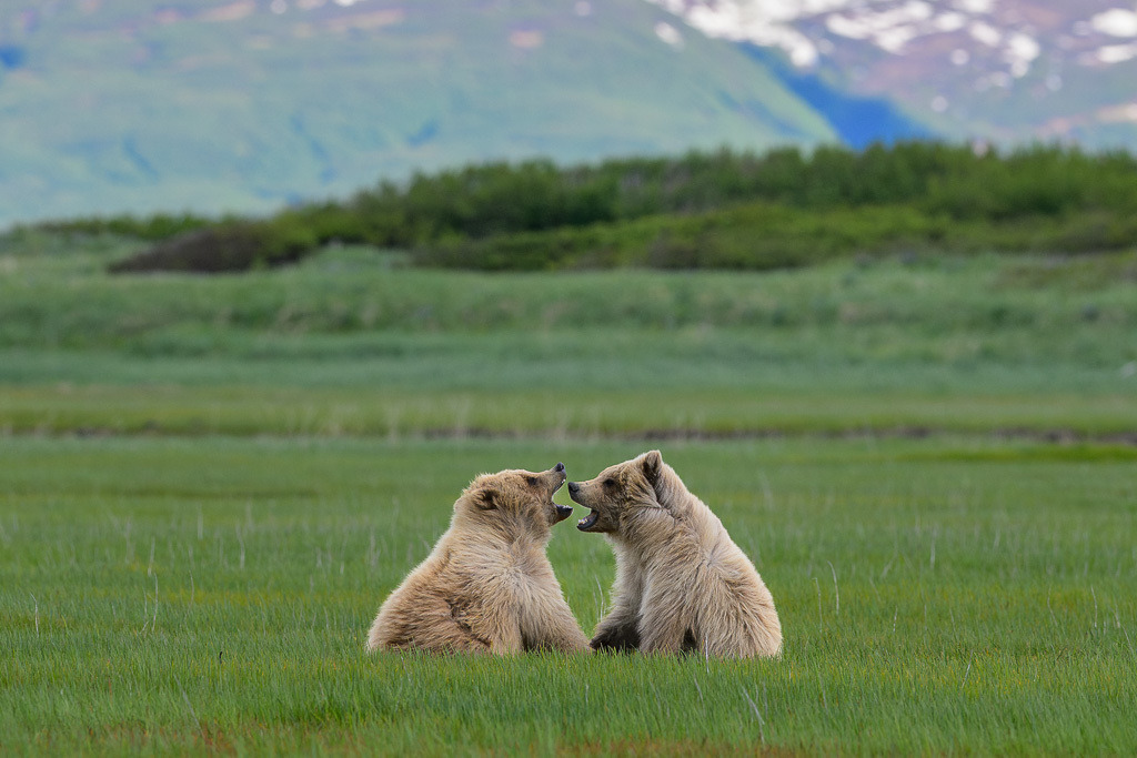 Alaska | Braunbären im Katmai National Park. - Realisiert mit Pictrs.com