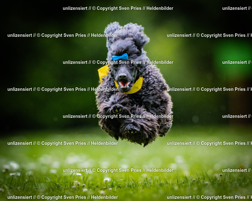 Sven Pries | 2025-05-29 - Pudelrennen KA-Durlach - Realisiert mit Pictrs.com