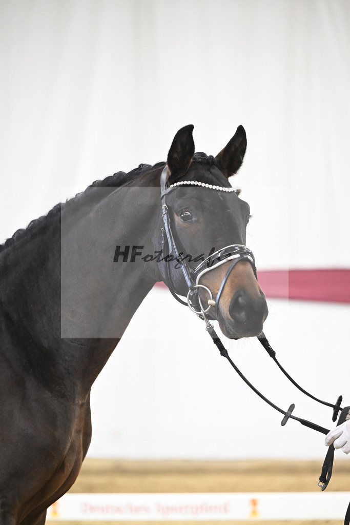 Kat-Nr. 109 Bon Courage x San Remo_Jakob u Martina Reglauer_47253659 | hf-fotografie - Realisiert mit Pictrs.com