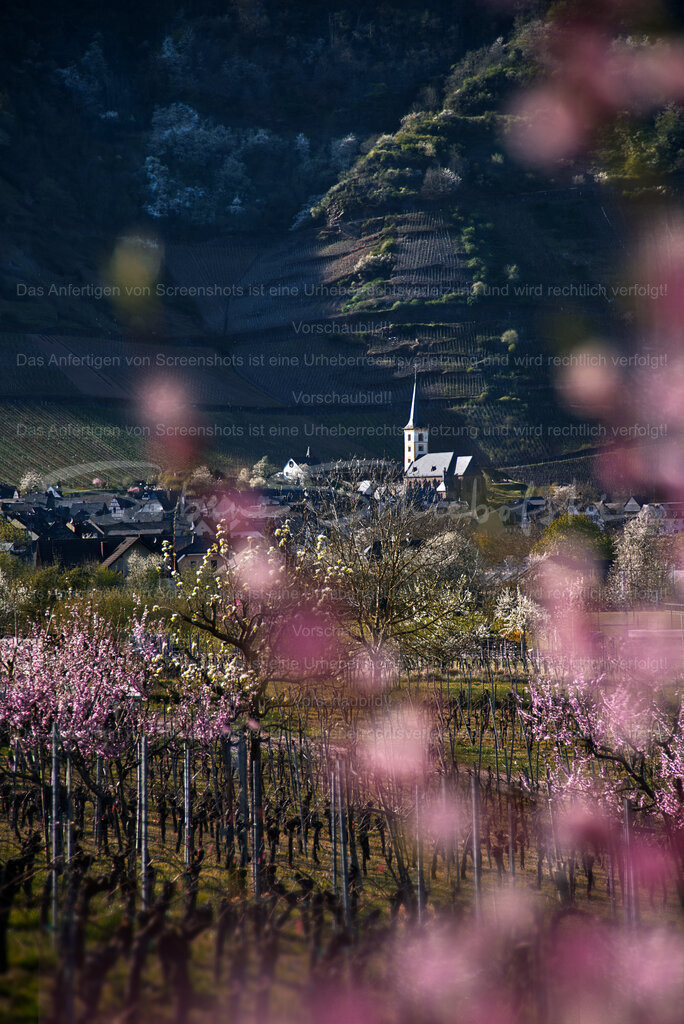Die St. Laurentius Kirche in Bremm/Mosel in der Pfirsichdurchsicht | Die Weinbergpfirsiche blühen am Calmont. Im Hintergrund die St. Laurentius Kirche in Bremm - Realisiert mit Pictrs.com