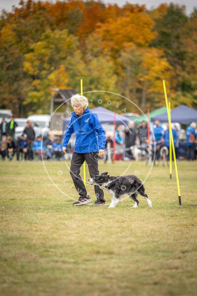 Pfotenfotografie_DV3A5283 | Hundefotografie, Tierfotograf, Pfotenfotografie, Fotoshooting Hund, Hunde Portrait, Hundesport, Hundeportraits, Heideshooting, Hunde, Sportfotograf, Hundefotograf, Turnierhundsport, THS,  - Realisiert mit Pictrs.com