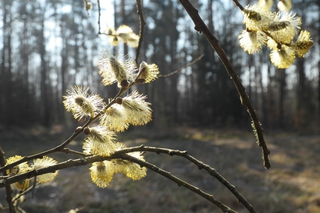 Blüte Weidenkätzchen | Blüte Weidenkätzchen - Realisiert mit Pictrs.com