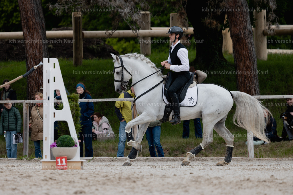 PI26_SP_StoibphotographyC2_C0525.jpg | working equitationturnier fotograf videograf stoibphotography marixx film working equitation deutschland reitsport turnierfotografie eventfotografie equestrian events