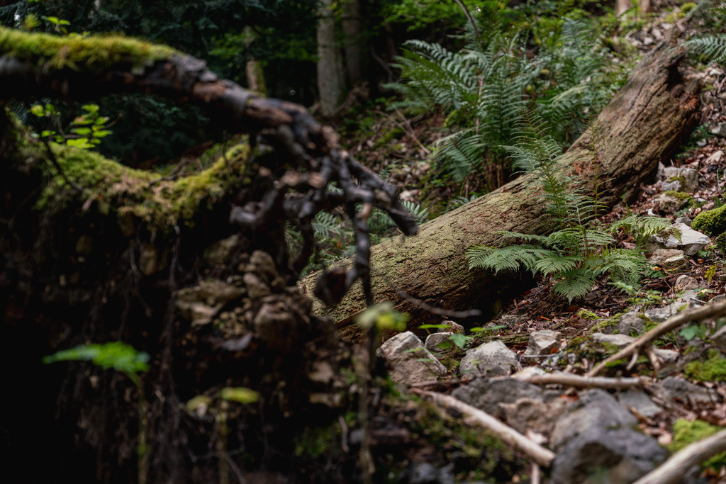 ZD250916095134 | Fotoshop von zweidimensional Fotografie. Ihr Fotograf im Aargau. Abzüge von Ihrem Fotobox Event bestellen.Abzüge von Ihrem Hochzeit bestellen.Abzüge von Ihrem Schulfotograf bestellen.