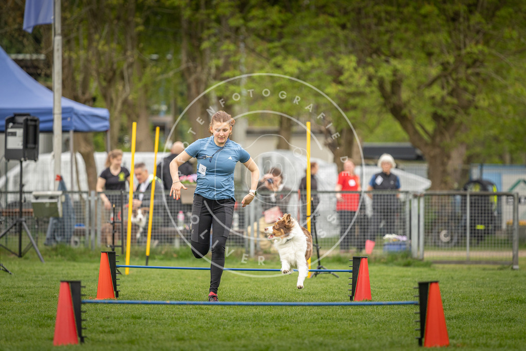 Pfotenfotografie_DV3A0883 | Hundefotografie, Tierfotograf, Pfotenfotografie, Fotoshooting Hund, Hunde Portrait, Hundesport, Hundeportraits, Heideshooting, Hunde, Sportfotograf, Hundefotograf, Turnierhundsport, THS,  - Realisiert mit Pictrs.com