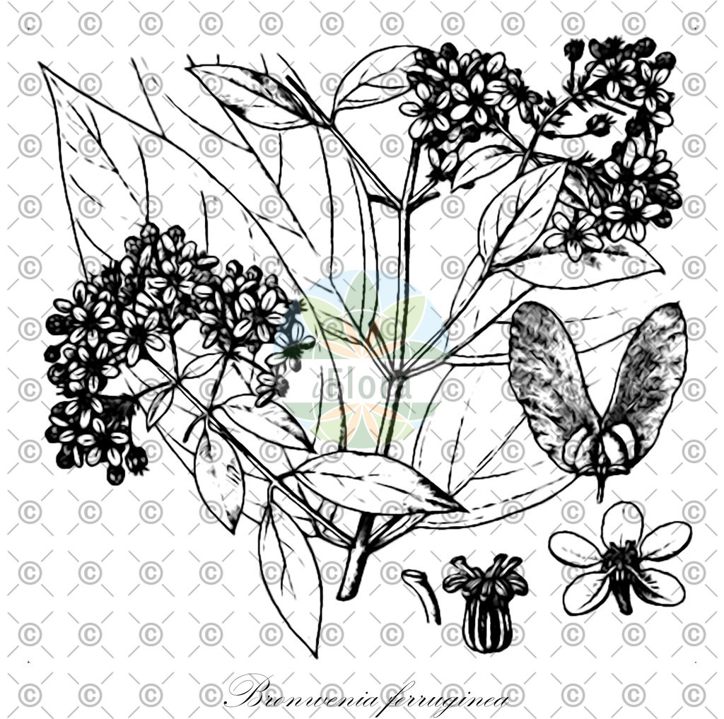 HistAbb_wfo-0000572367_1_ENZY_Simple | Historische Abbildung von Bronwenia ferruginea - Malpighiaceae | Historical Illustration of Bronwenia ferruginea - Malpighiaceae