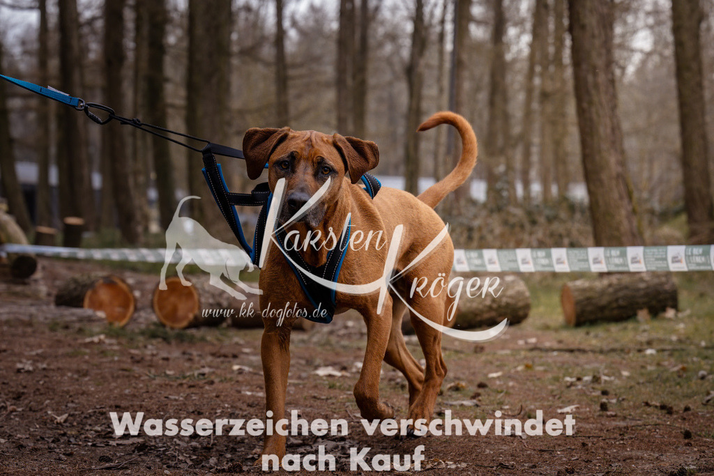 1612_ZZ93091 | kk-dogfotos