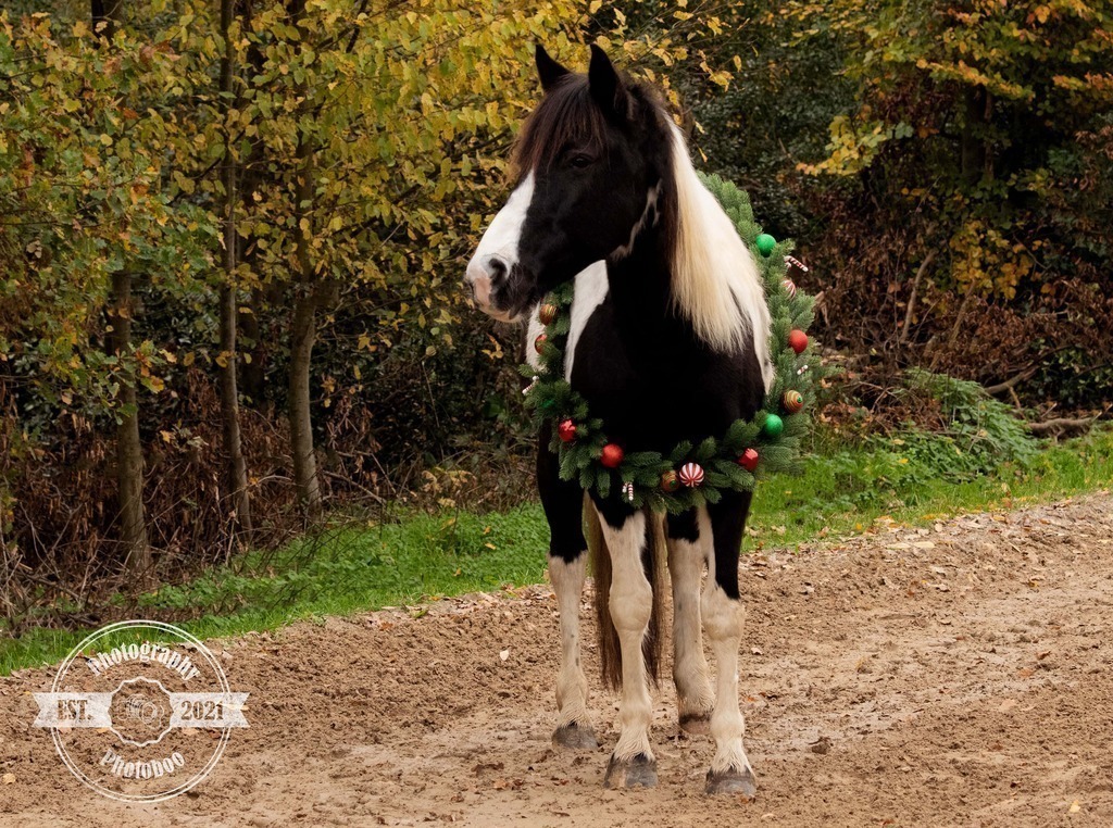 Lieblingsbilder_Photoboo_10 | Pferde- und Hundefotografie in Köln und Umgebung von Vanessza Csuka - Realisiert mit Pictrs.com