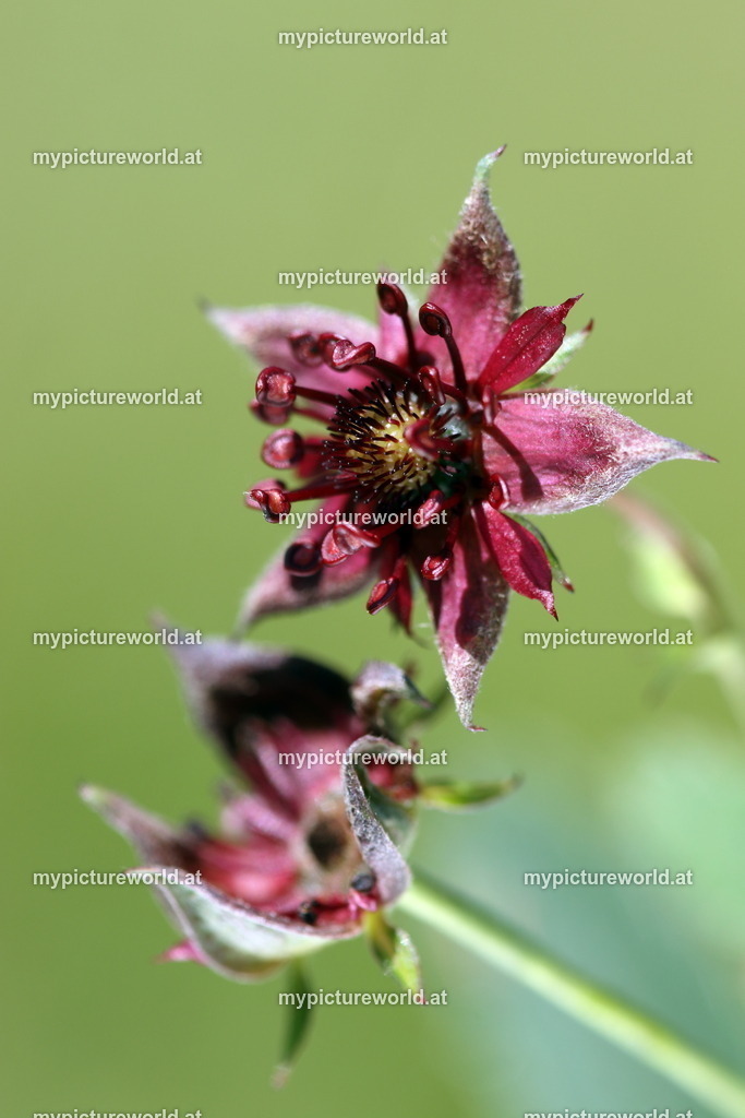 Sumpf-Blutauge-004 | Das Bilderarchiv über Tiere, Planzen und Landschaften. In der Bilddatenbank finden Sie ein große Auswahl an hochwertigen Bilder für Ihre Werbung - Realisiert mit Pictrs.com