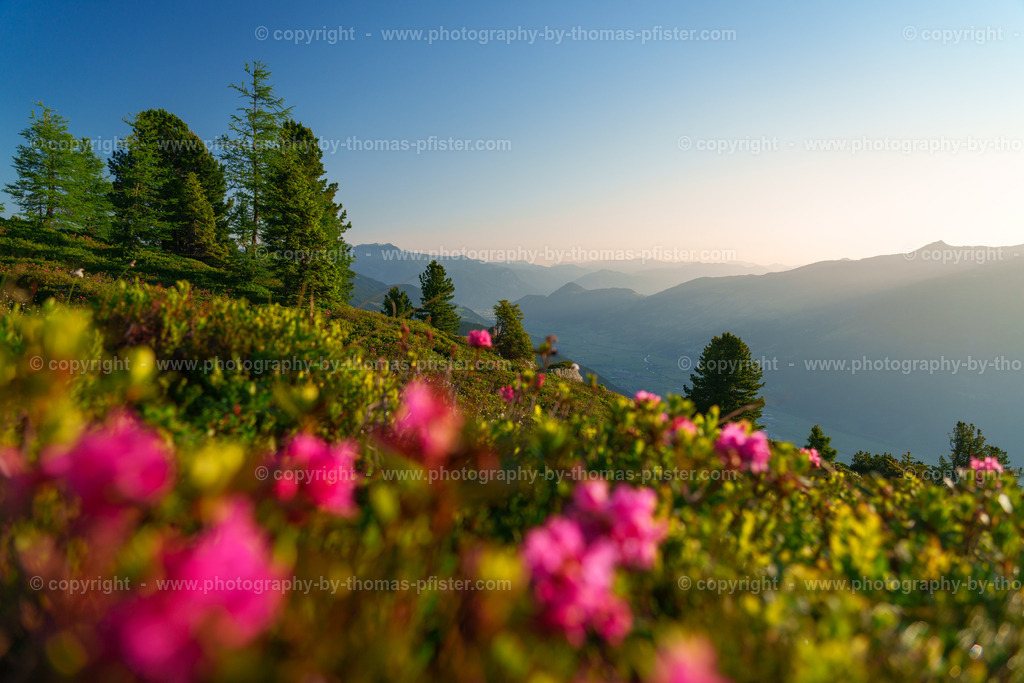 Almrosenblühte Zillertaler Höhenstrasse copyright  Thomas Pfister-9 | PHOTOGRAPHY BY THOMAS PFISTER
