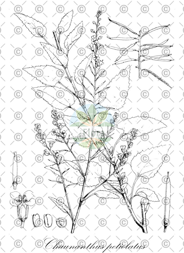 HistAbb_wfo-0000599965_1_ENZY_Simple | Historische Abbildung von Chaunanthus petiolatus - Brassicaceae | Historical Illustration of Chaunanthus petiolatus - Brassicaceae