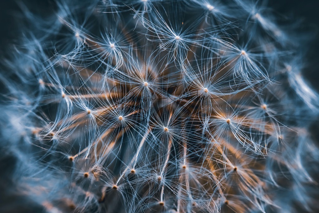 Pusteblume | Simone Sperber, svb-photography,Fotografin,Bilddesignerin,Naturfotografie,Macrofotografie,Tierfotografie,Wildtierfotografie,Ausstellungen,Auftragsfotografie,Kunst,Art,Photographer,Shootings,Bildberatbeitung,Galerie,Shop