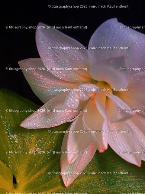 titusgraphy-P1278963_pe-02 | Fotokunstarbeit aus der INSTAGRAM-Gallerie auf titusgraphy.eu - Realisiert mit Pictrs.com