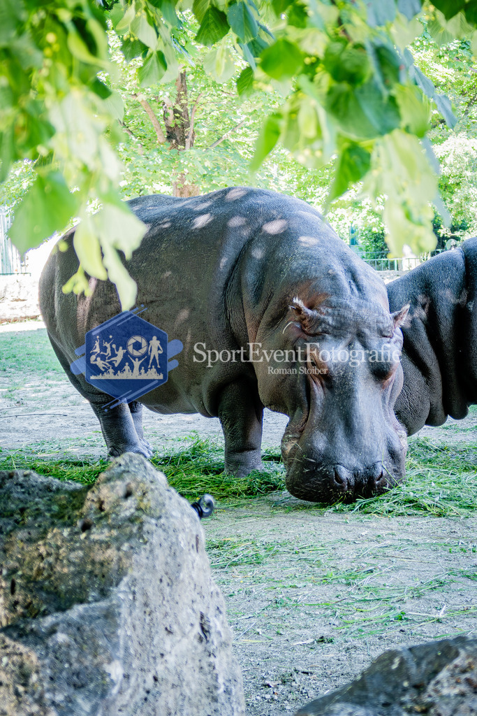 IMG_0700 | SportEventFotografie - Roman Stoiber