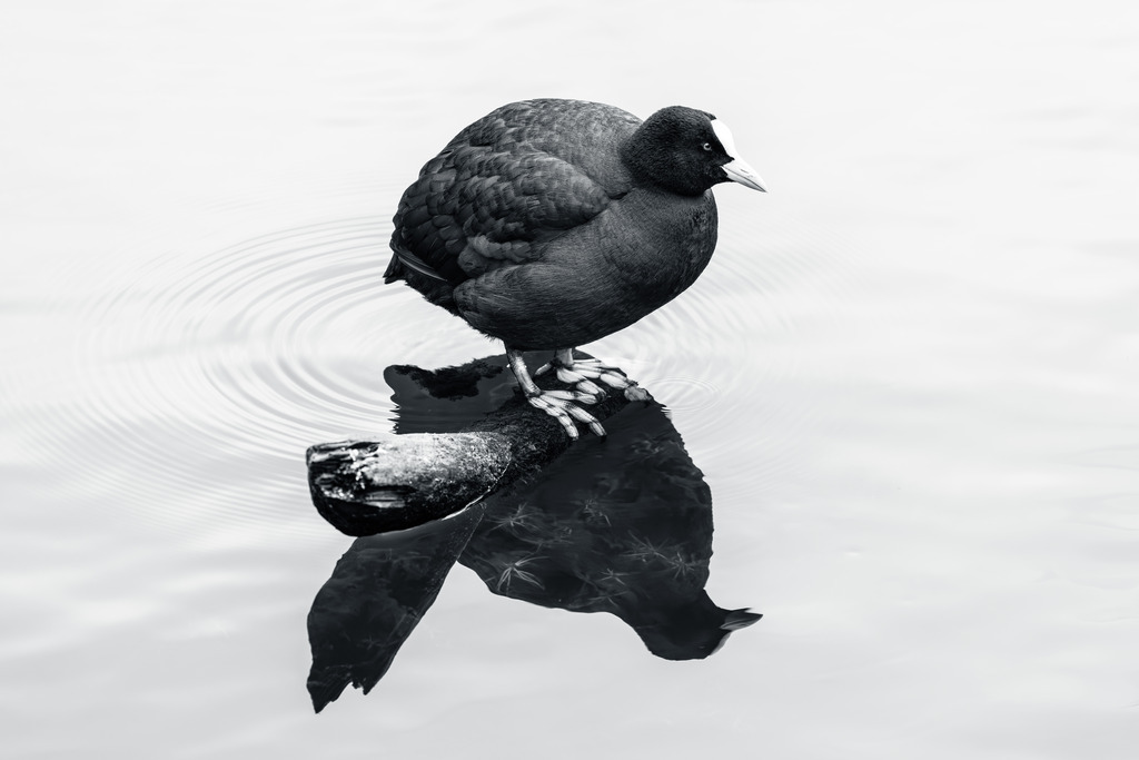 Coot mood | Ein Blässhuhn auf einem abgebrochenen Ast in einem Teich.