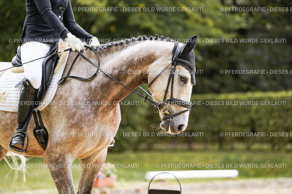 DSC01426 | Pferdegrafie