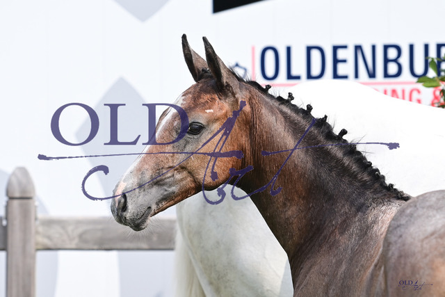 Fire and Ice J - Levisonn - C-Indoctro DSC_9378_s | <meta name="description" content="★Offizieller Merchandise und Foto-/Videostore des Oldenburger Verbandes.★ ✅Jetzt auch digital Ausdrucke erhältlich." />
<meta name="keywords" content="Merchandise Foto-/Videostore Oldenburger Verband Photographie 